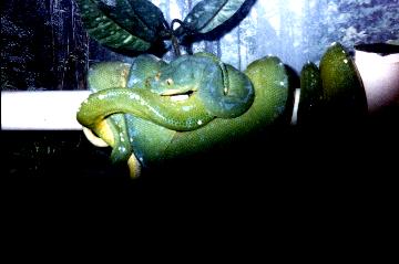 Copulating green tree pythons