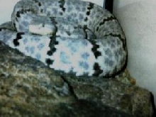 Blue-gray mottled rock rattlesnake