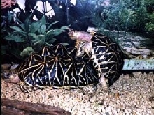 Copulating star tortoises