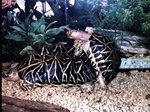 Copulating star tortoises