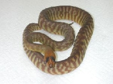 2002 hatchling woma