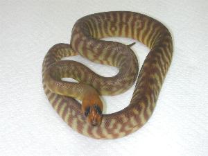 2002 hatchling woma