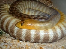 Gravid female woma
