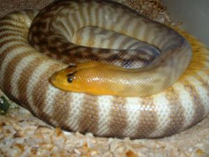 Gravid female woma
