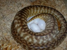 Breeder woma w/eggs
