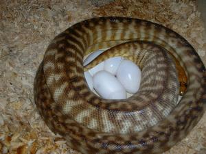 Breeder woma w/eggs