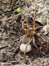 Unknown Spider