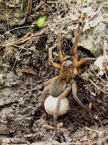 Unknown Spider