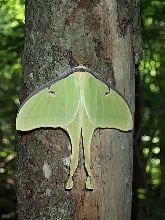 Luna Moth (Actias Luna)