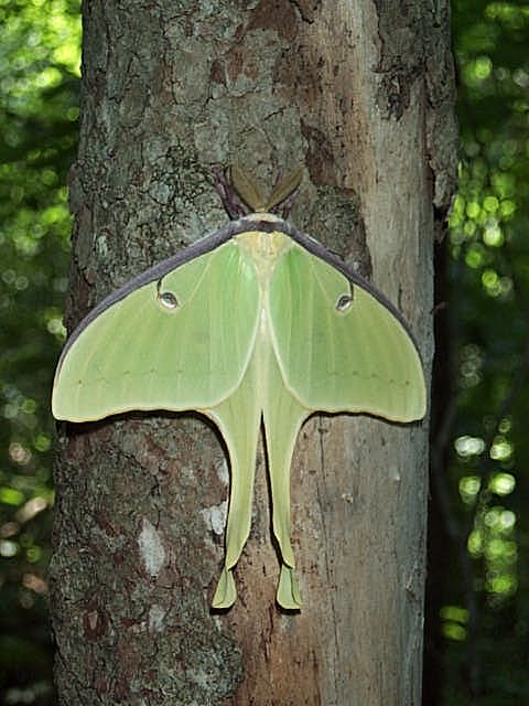 Luna Moth (Actias Luna)