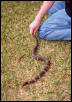 Banded Water Snake