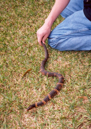 Banded Water Snake