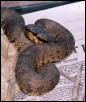 Western Water Moccasin
