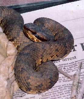Western Water Moccasin