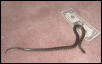Praire Kingsnake