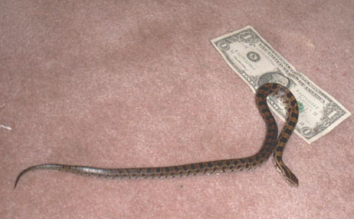 Praire Kingsnake