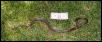 Speckled Kingsnake