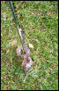 Texas Rat Snake