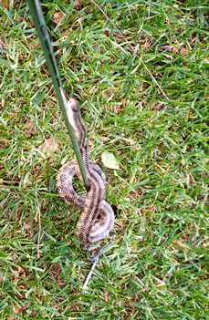 Texas Rat Snake