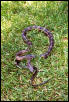 Texas Rat Snake