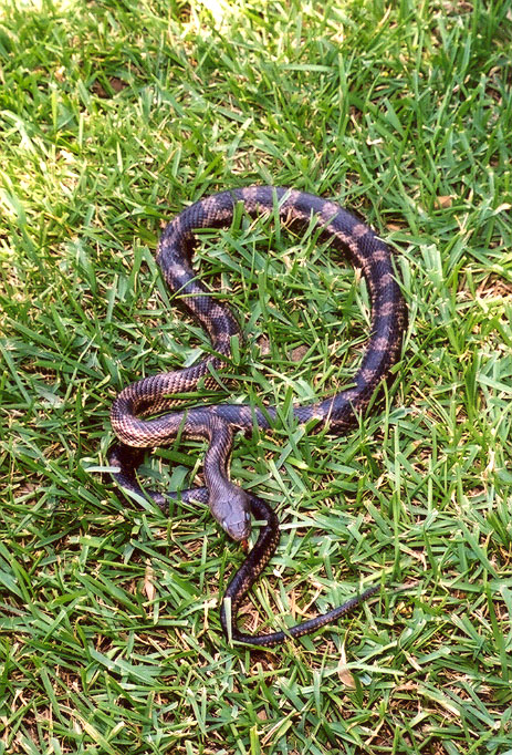Texas Rat Snake