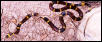 Texas Coral Snake