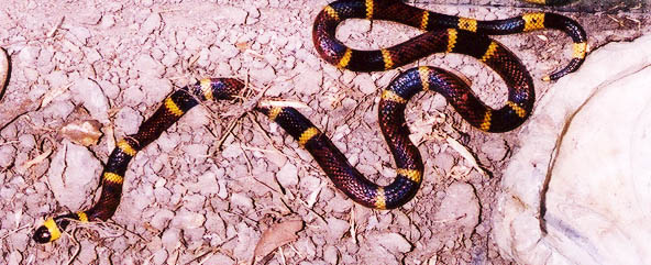Texas Coral Snake