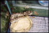 Western Diamondback Rattlesnake