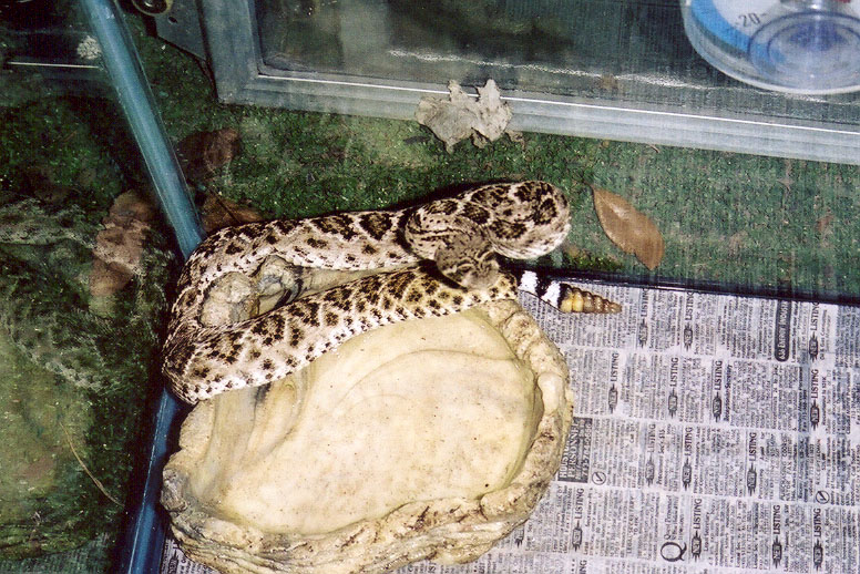 Western Diamondback Rattlesnake
