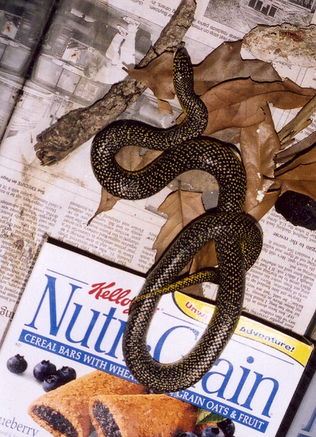 Speckled Kingsnake