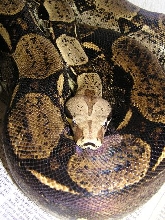 het albino #31 as of 8/07