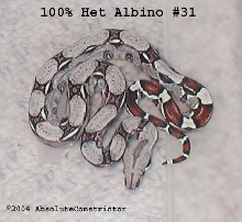 het albino #31 as a baby