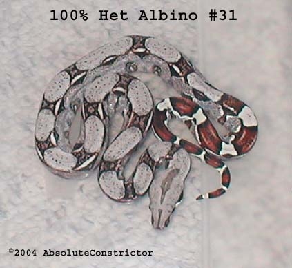 het albino #31 as a baby