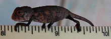 panther babies