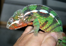 "MONGO" SAMBAVA MALE