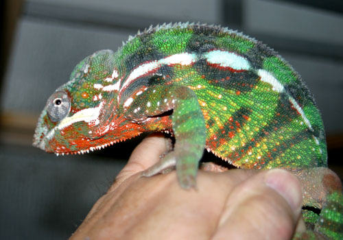 "MONGO" SAMBAVA MALE
