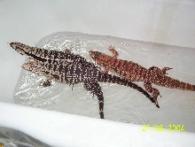 bath time