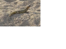 wild uromastyx
