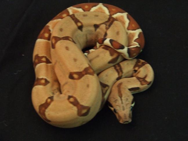Hypo Harlequin Boa #13 - keeper
