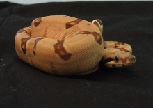 Hypo Harlequin Boa #13 - keeper