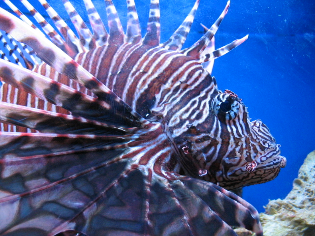 Lion Fish 1