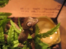 Satanic Leaf Tailed Gecko
