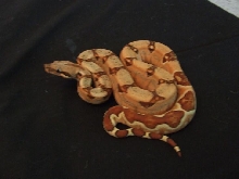 Hypo Harlequin Boa #16