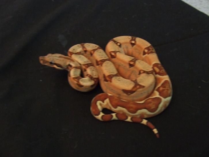 Hypo Harlequin Boa #16