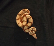 Hypo Harlequin Boa #16 view #2