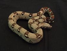 mini harlequin