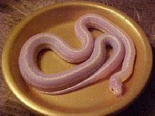 Aspen - my Albino Striped Cal King