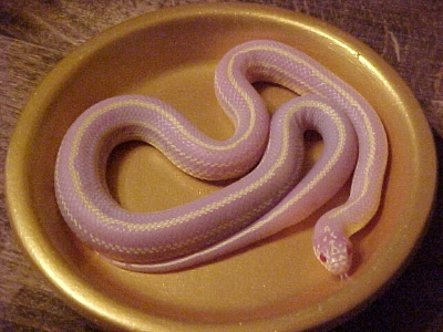 Aspen - my Albino Striped Cal King