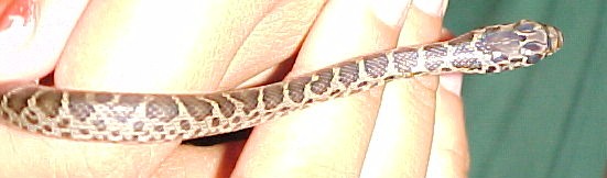 What Kind of Snake IS this???