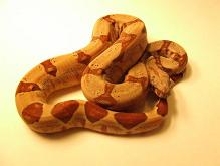 mini hypo harli